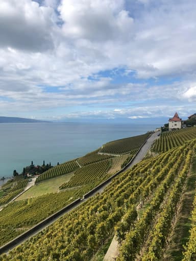 Terraced vineyards in Lavaux overlooking Lake Geneva in the canton of Vaud